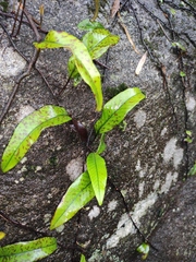 Pyrrosia lingua