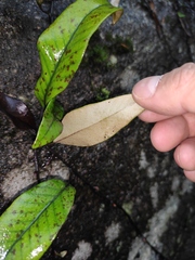 Pyrrosia lingua