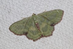 Metallochlora lineata