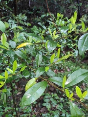 Maclura cochinchinensis