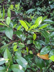 Maclura cochinchinensis