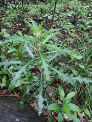 Cirsium japonicum