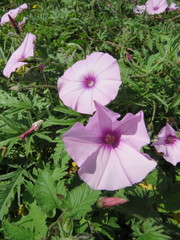 Convolvulus althaeoides