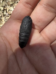 Citheronia splendens sinaloensis