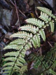 Dryopteris championii