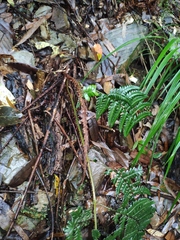 Dryopteris championii
