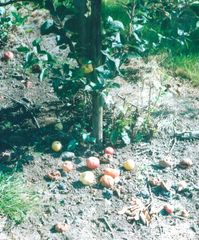 Malus dasyphylla