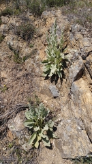 Verbascum rotundifolium