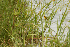 Ploceus castanops
