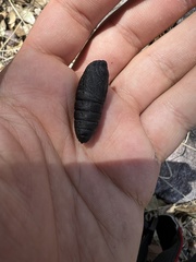 Citheronia splendens sinaloensis