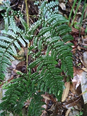 Dryopteris championii
