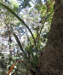 Cuitlauzina