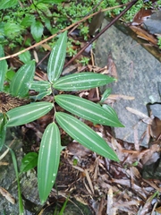 Polygonatum filipes