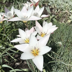Tulipa clusiana