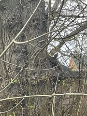 Troglodytes troglodytes