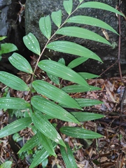 Polygonatum filipes