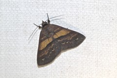 Ophyx eurrhoa