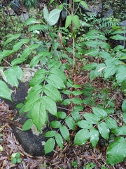 Aralia chinensis