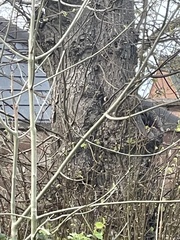 Troglodytes troglodytes