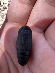 Citheronia splendens sinaloensis