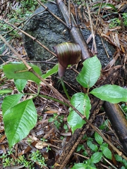 Arisaema bockii