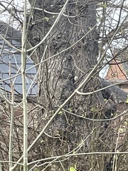 Troglodytes troglodytes