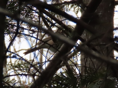 Spizelloides arborea