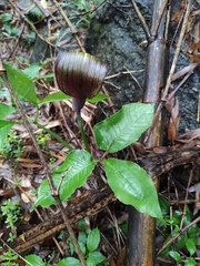 Arisaema bockii