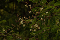 Senegalia schweinfurthii