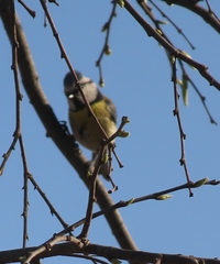 Cyanistes caeruleus
