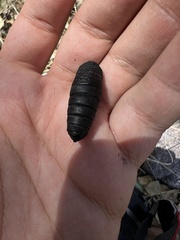 Citheronia splendens sinaloensis