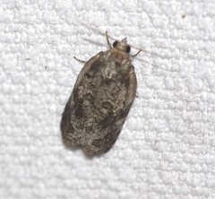 Cryptoptila australana