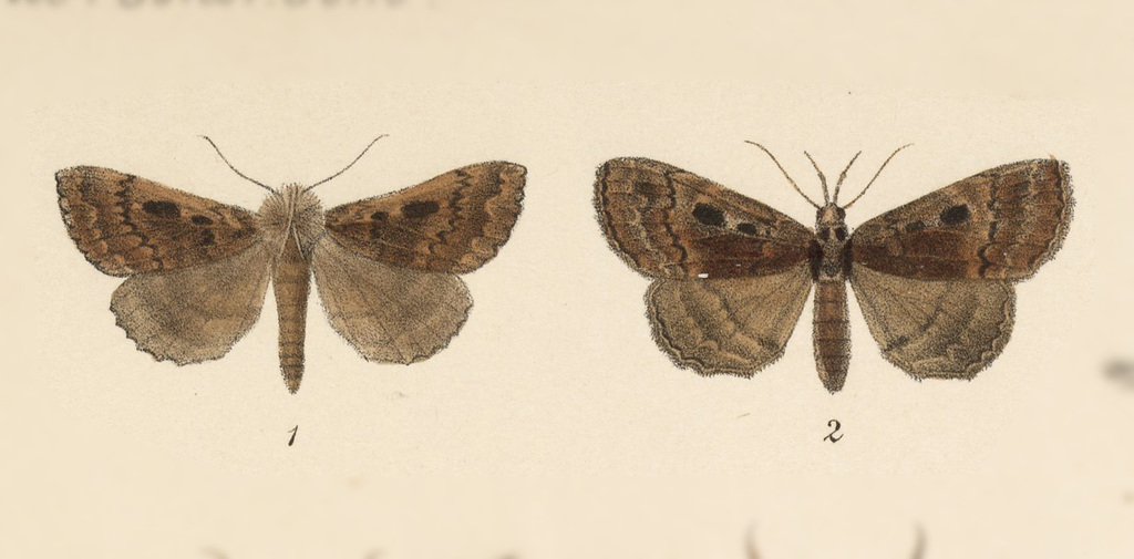 Mamerthes nigrilinea