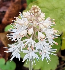 Tiarella austrina
