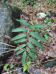 Polygonatum filipes