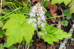 Tiarella austrina