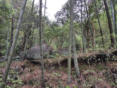 Phyllostachys edulis