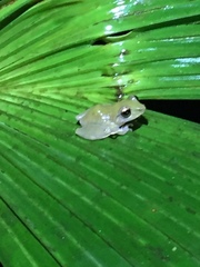 Scinax elaeochroa