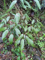 Dendropanax dentiger