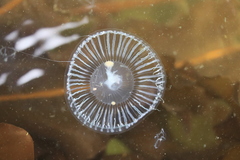 Aequorea victoria