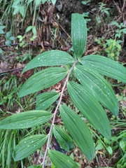 Polygonatum filipes