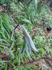 Polygonatum cyrtonema