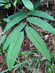 Polygonatum filipes