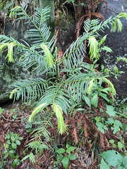 Cephalotaxus