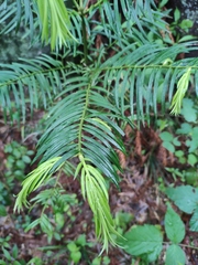 Cephalotaxus