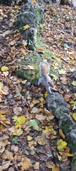 Sciurus carolinensis
