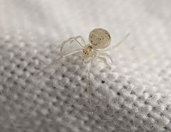 Paidiscura pallens