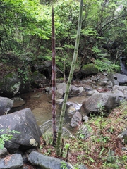 Phyllostachys edulis