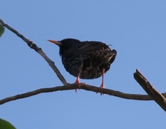 Sturnus vulgaris