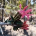 Aphelandra lineariloba Leonard